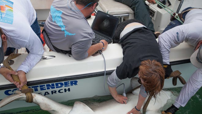 OCEARCH research vessel the Contender and multiple Veterinarians works quickly to conduct a sonogram on a  mature female Sand Tiger Shark that they will tag and monitor in the future. The Sand Tiger Shark was caught off of the Delaware Seashore near the Indian River Bridge on Tuesday, July 11, 2017.