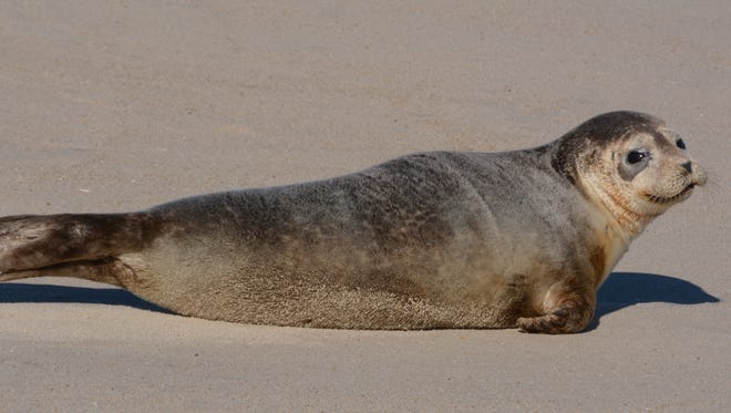 This harbor seal spotted on Conquest Beach in January is camera ready.